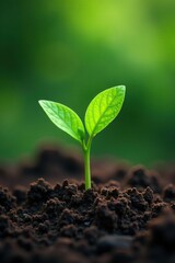 A single sprout of green tea plant emerging from the soil, growing, greenery, nature