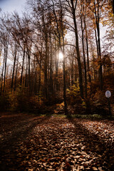 Obraz premium autumn in the forest