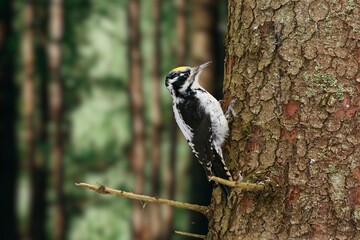 Eurasian Three-Toed Woodpecker Perched on a Tree
