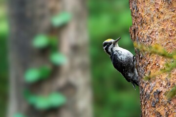 Eurasian Three-Toed Woodpecker Perched on a Tree