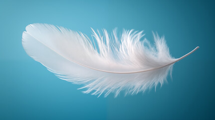 feather of a white bird on a blue background close-up