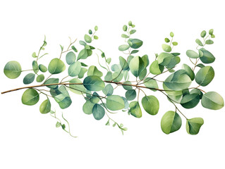 Obraz premium Generous Eucalyptus branch isolated on white background. Flat lay, top view. floral concept