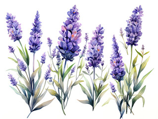 Naklejka premium Superb A drawing of lavender flowers with a drawing of a plant that says lavender