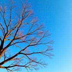 Obraz premium A tree's bare branches reach up towards a clear blue sky, bare tree, calm,