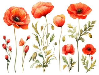 Fototapeta premium Amazing Creative botanical illustration of poppies on white background