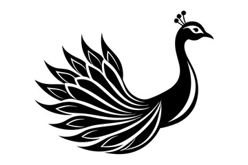 peacock feather vector illustration