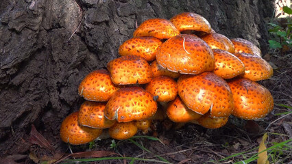 Golden pholiota - Pholiota aurivella, edible mushroom with golden yellowish color on tree trunk in garden, southern Ukraine