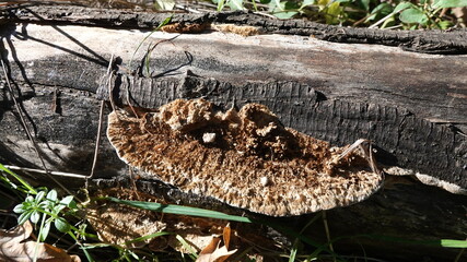 Trametes pubescens - A saprotrophic autumn mushroom on a rotten tree branch, Odessa