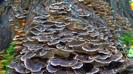 Polypore mushroom Trametes versicolor - tree mushroom on old rotten stump in garden, Odessa