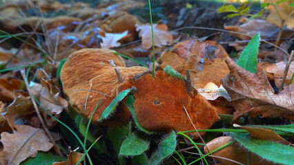 Phellinus robustus - saprophytic wood fungus on an old oak tree stump in a garden, Odessa