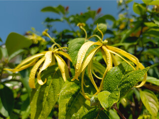 Ylang-Ylang flower (ilang ilang), Cananga odorata, yellow petals as long, flat lines that are bent, far fragrant, on sunny day in ornamental garden. Nature background, water drops. Thailand.	