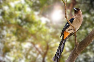 Andaman Treepie Perched on a Branch in Its Natural Habitat