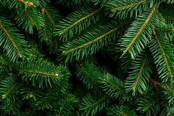 Lush Green Pine Needles Background