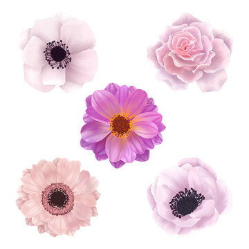 Set of Pink Spring Flower Illustration
