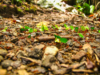 Red ants in Maceo, Antioquia, Colombia