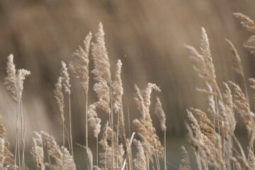 Fototapeta premium Champs de blé