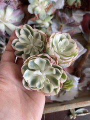 Rare Echeveria Lenore Dean variegated from Asian parcel. Echeveria flowers