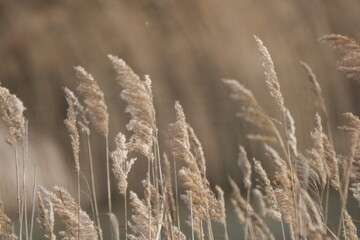 Fototapeta premium Champs de blé