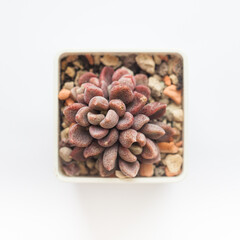 Beautiful red succulent Sinocrassula Densirosulata plant on white background
