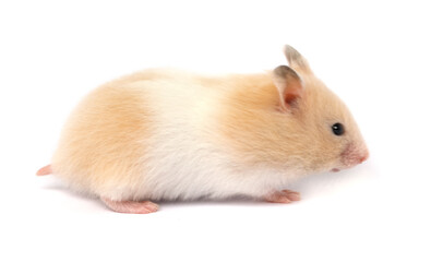 Profile portrait of Syrian hamster on a white background