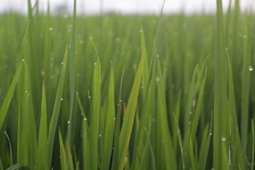 close up view of green rice dew scene