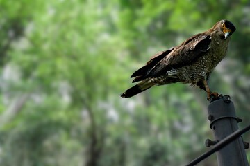 The Andaman Serpent Eagle: A Regal Hunter in a Lush Forest Haven