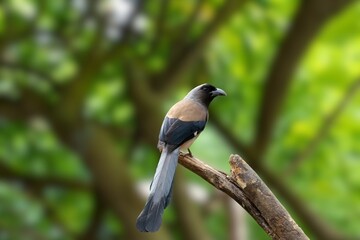 Perched Elegance: The Andaman Treepie Amidst the Verdant Canopy