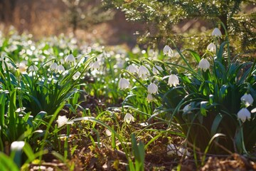 Spring flowers in the shining sunlight , Leucojum vernum, called spring snowflake
