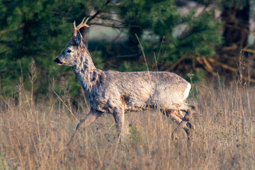 A male roe deer in an autumm meadow illuminated by the rising sun