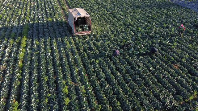 Farmers or farm workers picking up lettuces in agricultural plantation in Spain