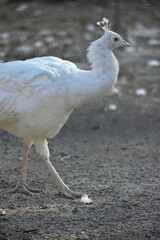 White Peafowl or White Peacock is a common name for two bird species of the genus Pavo and one species of the closely related genus Afropavo within the tribe Pavonini of the family Phasianidae.
