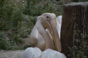 The great white pelican also known as the eastern white pelican, rosy or simply white pelican is a bird in the pelican family. 