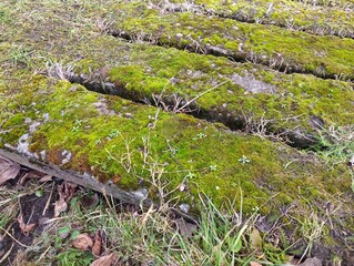 Green moss is thick on the concrete sleepers. The surface of the concrete bridge over the moat is covered with green moss.