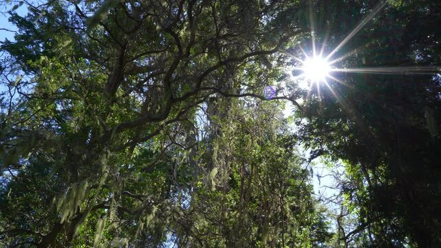 Myrtle tree forest in Los Arrayanes National Park, Argentina