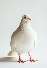Obraz premium white pigeon or dove standing on white background