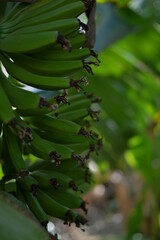 Unripe Green Bananas on the Tree Close-Up