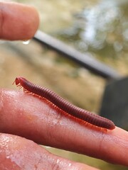 Common Asian Millipede on Hand