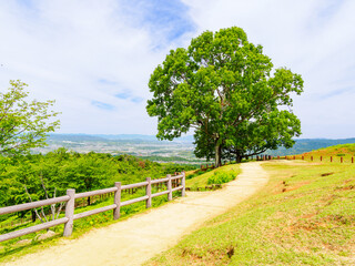 【奈良県】奈良市 若草山 (2024/05/30撮影)