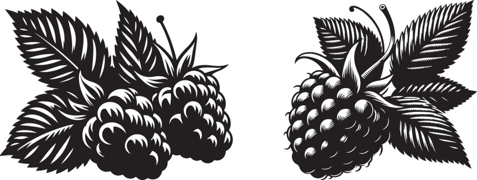 Raspberry silhouette vector art illustration. Raspberry vector icon illustration. Vector illustration. Silhouette of blackberry or raspberry fruit with stem. Healthy diet and vegetarian food. 