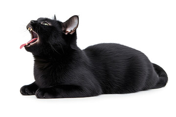Black cat screaming with mouth isolated on white background