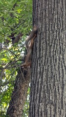 squirrel in a tree