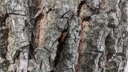 tree beetle