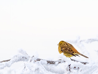 Yellowhammer (Emberiza citrinella) in winter scenery