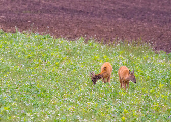 Roe Deer (Capreolus capreolus)