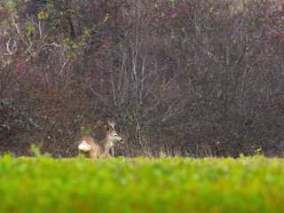 A doe of a roe deer grazing on a green meadow
