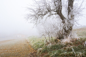 tree with hoarfrost in winter