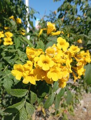 yellow flowers