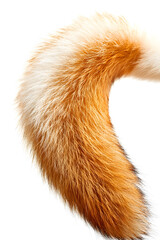 Fototapeta premium Fox's furry tail isolated on white background 