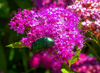 Cetonia aurata - a large green beetle collects pollen on pink flowers in a garden, Ukraine