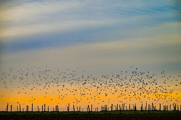 oiseaux nuée paysage coucher soleil nature 